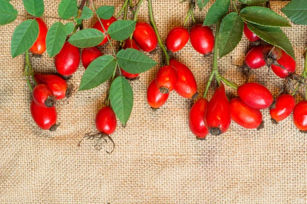 Şifalı bitkiler ve otlar kompozisyon: köpek gül, grup kuşburnu şube, farklı türleri Rosa canina kalça üzerine beyaz