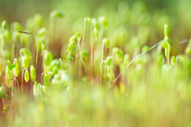Yumuşak odak taze yeşil bahar bitki. Bulanık bokeh