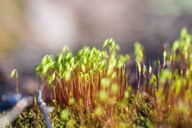 Yumuşak odak taze yeşil bahar bitki. Bulanık bokeh