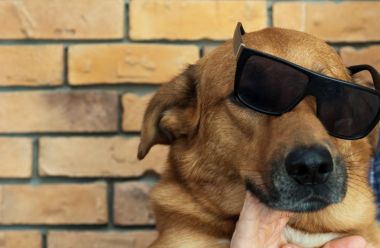 Komik kırmızı köpek bir tuğla duvar arka plan güneş gözlüğü takıyor