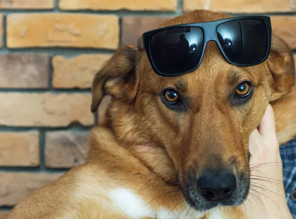 Komik kırmızı köpek bir tuğla duvar arka plan güneş gözlüğü takıyor — Stok fotoğraf