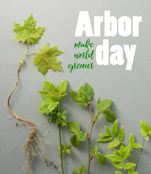 Young tree seedlings. Arbor day - space for text