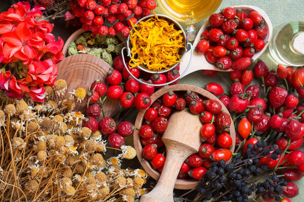 Medicinal plants and herbs composition: Dog rose, bunch branch Rosehips, types Rosa canina hips, essential oil. bunch,Herbal Tea with rosehip, dried flowers of linden and chamomile - pharmacy