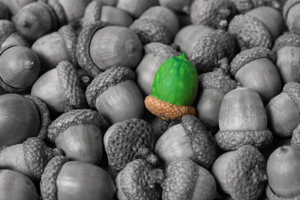 Kolorowe acorn przeciwko zwykłym żołędzie streszczenie wizji być unikatowy, różne osobowości lub wyróżnienie się z tłumu, jakość przywództwa. Martwa natura piękne tło — Zdjęcie stockowe
