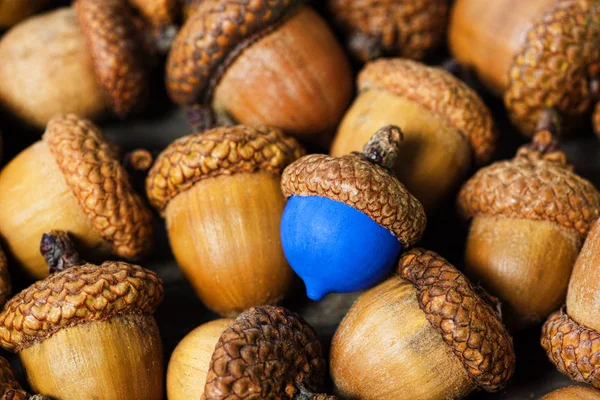 colorful acorn against of ordinary acorns abstract vision be different, unique personality or standing out from the crowd, leadership quality. beautiful still life background