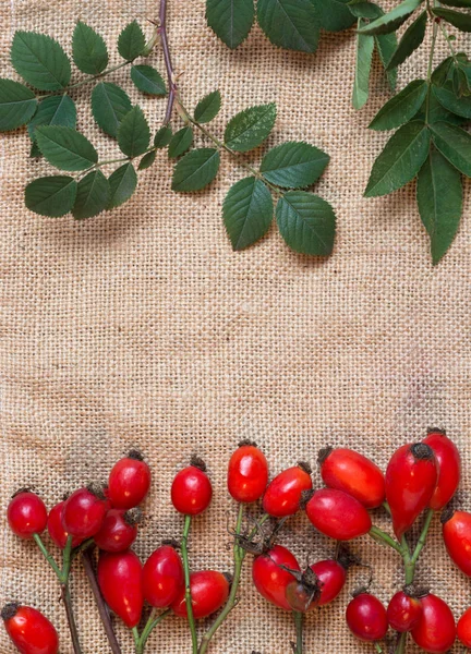 Piante medicinali e composizione di erbe: rosa canina, ramo di mazzo Rosa canina, diversi tipi Rosa canina fianchi su sacco — Foto Stock