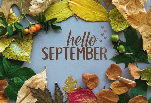 Hello September card, Autumn composition from leaf. vintage forest filter — Stock Photo, Image