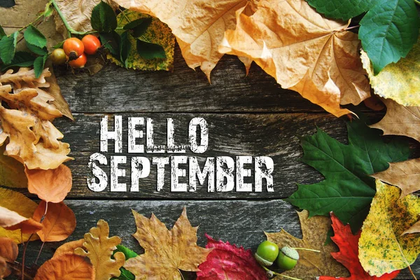 Hola tarjeta de septiembre, composición de otoño de hoja. filtro forestal vintage —  Fotos de Stock