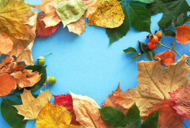 Sonbahar yaprak kompozisyon çerçeve. Kopya alanı.