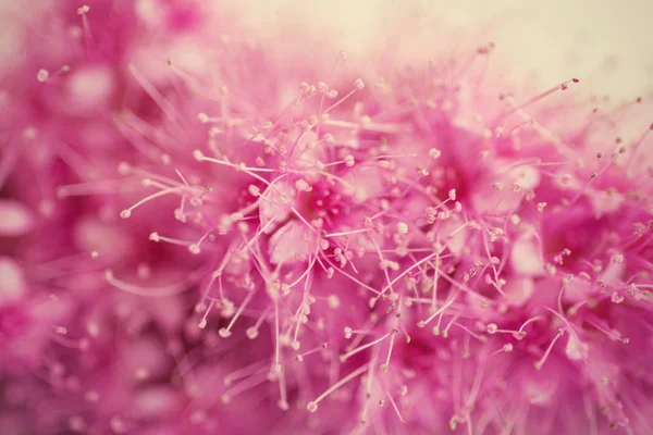 핑크 꽃과 꽃 배경입니다. 부드러운 초점 이미지 — 스톡 사진