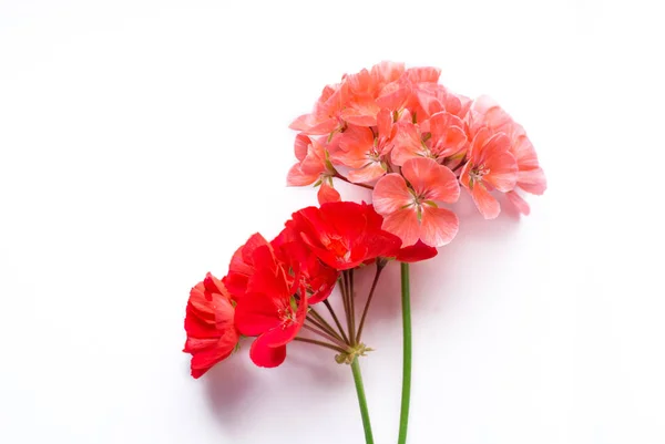 Pelargonium, geranium, zonal geranium blommor på vit (selektiv inriktning bild) — Stockfoto
