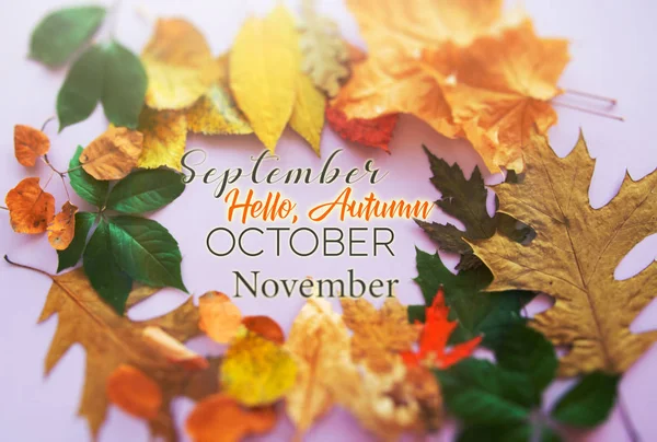 Hello Autumn card, Fall composition from leaf. vintage forest filter — Stock Photo, Image