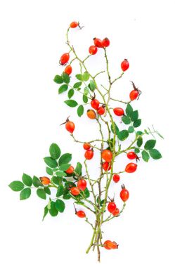 Beyaz arka plan üzerinde köpek rose HIPS