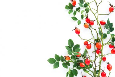 Beyaz arka plan üzerinde köpek rose HIPS