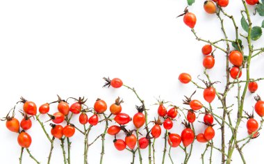 Beyaz arka plan üzerinde köpek rose HIPS