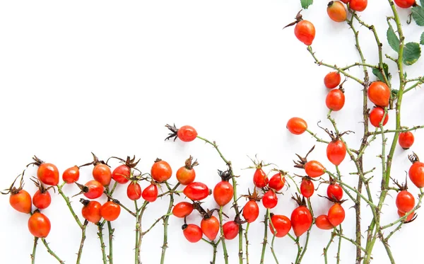 Beyaz arka plan üzerinde köpek rose HIPS