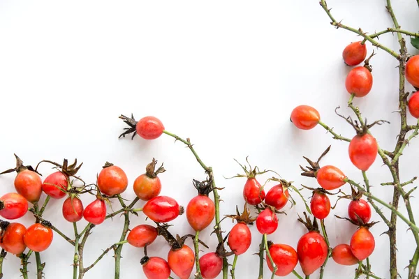 Dog rose hips on white background — Stock Photo, Image