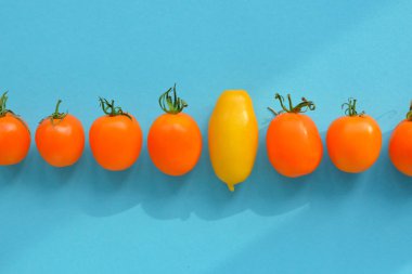 Grup kırmızı domates ve mavi bir arka plan üzerinde bir sarı domates. soyut vizyon farklı, benzersiz Kişilik kalabalık, liderlik kalite dışarı ayakta olabileceği gibi