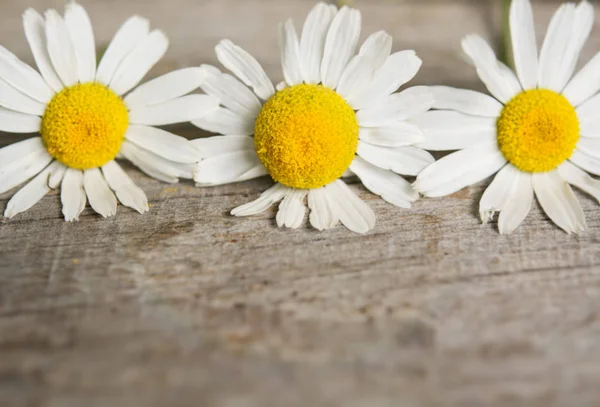 Flores de margarita en la mesa de madera. espacio para el texto — Foto de Stock