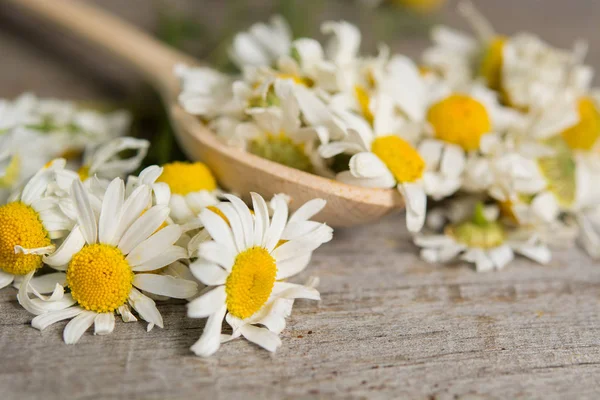 ahşap masaya papatya çiçek. metin için yer