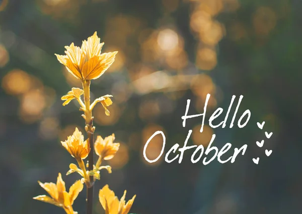 Hej oktober kort — Stockfoto