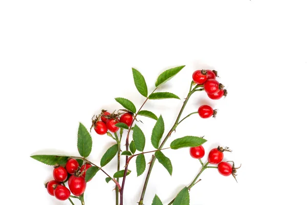Beyaz arka plan üzerinde köpek rose HIPS