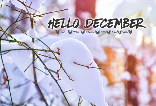 Hello december (winter) card — Stock Photo, Image