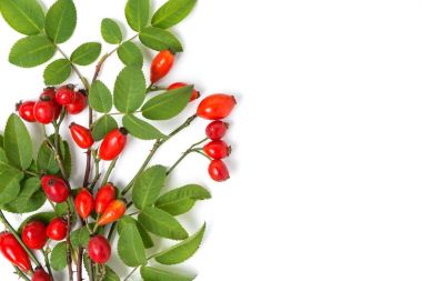 Şifalı bitkiler ve otlar kompozisyon yığın-in köpek grup şube Rosa canina beyaz gül.