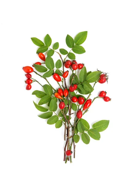 Composition des plantes médicinales et des herbes Pile de bouquet de rose de chien branche Rosa canina sur blanc — Photo