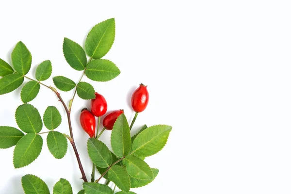 Composition des plantes médicinales et des herbes Pile de bouquet de rose de chien branche Rosa canina sur blanc — Photo