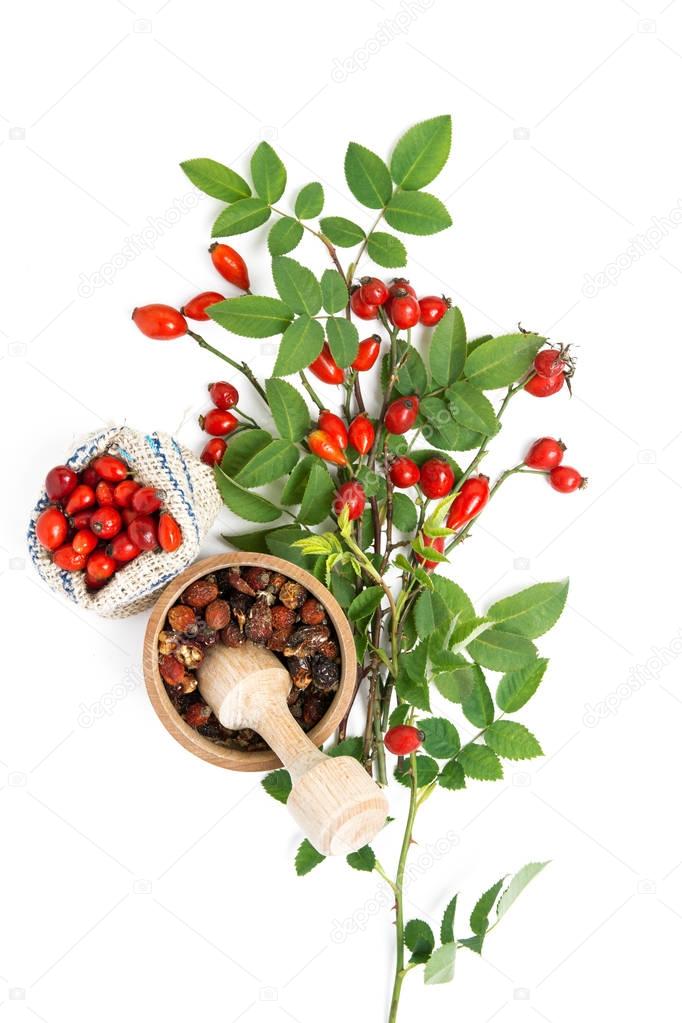 Medicinal plants and herbs composition Pile of Dog rose bunch branch Rosa canina on white