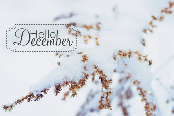 Olá cartão de dezembro (inverno) — Fotografia de Stock