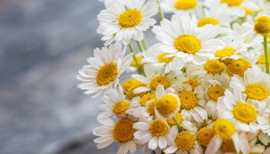 Papatya veya papatya çiçek 