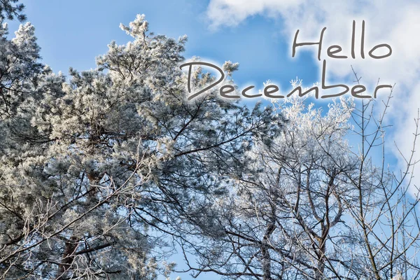 Hej December Vinter Kort — Stockfoto