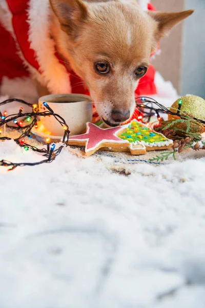 Chien Inhabituel Sur Table Avec Des Vacances Savoureuses Gingerbread Cookies — Photo