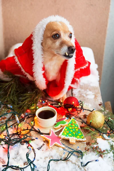 Chien Inhabituel Sur Table Avec Des Vacances Savoureuses Gingerbread Cookies — Photo