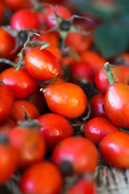 Grup şube kuşburnu, Rose'un köpek türleri Rosa canina kalça. Şifalı bitkiler ve otlar kompozisyon 