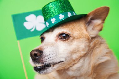 Yeşil arka planda şirin bir Leprikon köpeği. 17 Mart, Aziz Patrick Günü 'n kutlu olsun.