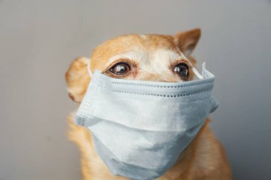 Kendini enfeksiyon veya hava kirliliğinden korumak için sağlık maskesi takan köpek, Coronavirus hastalığı COVID-19 hayvan konsepti