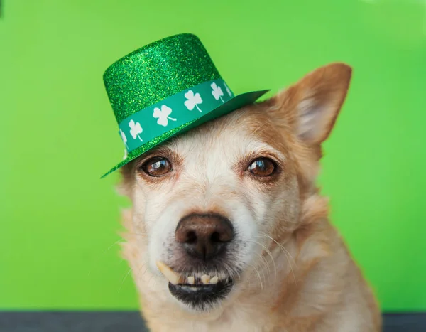 Χαριτωμένο Σκυλί Στο Leprechaun Πράσινο Φόντο Μαρτίου Χαρούμενη Ευχετήρια Κάρτα — Φωτογραφία Αρχείου