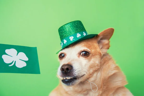Χαριτωμένο Σκυλί Στο Leprechaun Πράσινο Φόντο Μαρτίου Χαρούμενη Ευχετήρια Κάρτα — Φωτογραφία Αρχείου