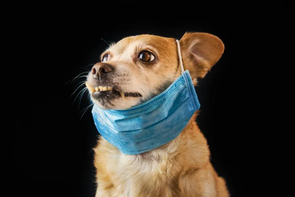 Hund Trägt Eine Medizinische Gesichtsmaske Sich Vor Infektionen Oder Luftverschmutzung — Stockfoto