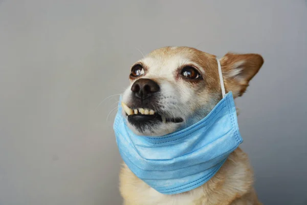 Kendini enfeksiyon veya hava kirliliğinden korumak için sağlık maskesi takan köpek, Coronavirus hastalığı COVID-19 hayvan konsepti