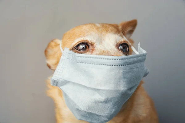 dog wearing a medical face mask to protect herself from infection or air pollution, Coronavirus disease COVID-19 animal concept