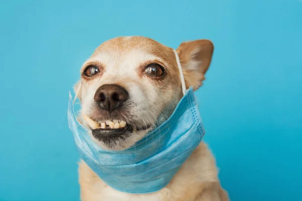 Kendini enfeksiyon veya hava kirliliğinden korumak için sağlık maskesi takan köpek, Coronavirus hastalığı COVID-19 hayvan konsepti