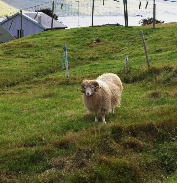 La naturaleza de las Islas Feroe en el Atlántico norte — Foto de Stock