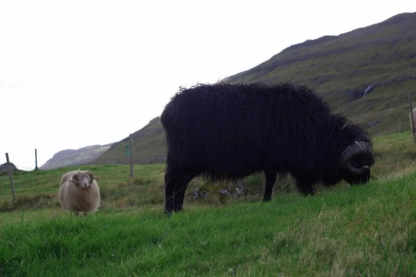 La natura delle Isole Faroe nell'Atlantico settentrionale — Foto Stock