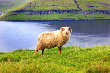 Faroe Adaları Kuzey Atlantik'teki doğası 