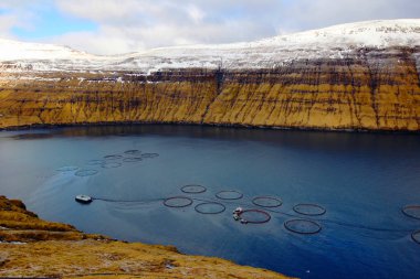 Faroe Adaları Kuzey Atlantik'teki doğası 