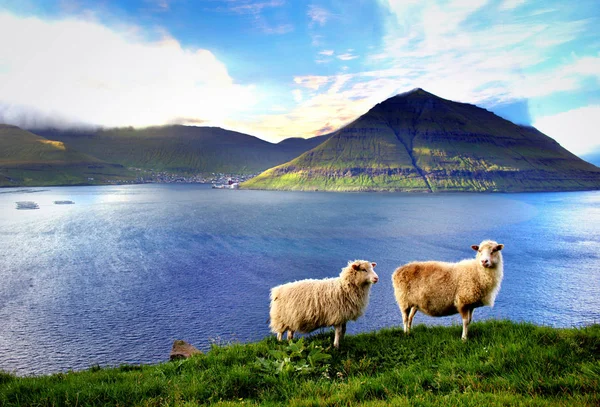 Faroe Adaları Kuzey Atlantik'teki doğası 